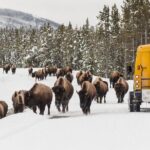 3 Day Yellowstone, Grand Teton Winter Discovery Small Group Tour - What Could Be Better?