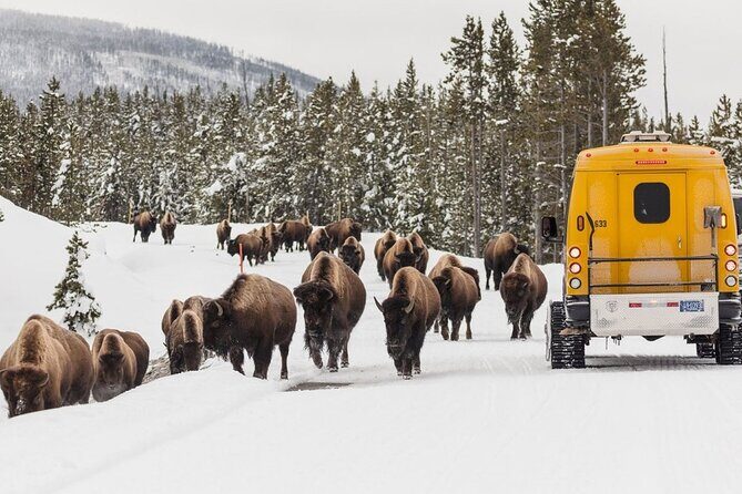 3 Day Yellowstone, Grand Teton Winter Discovery Small Group Tour - What Could Be Better?