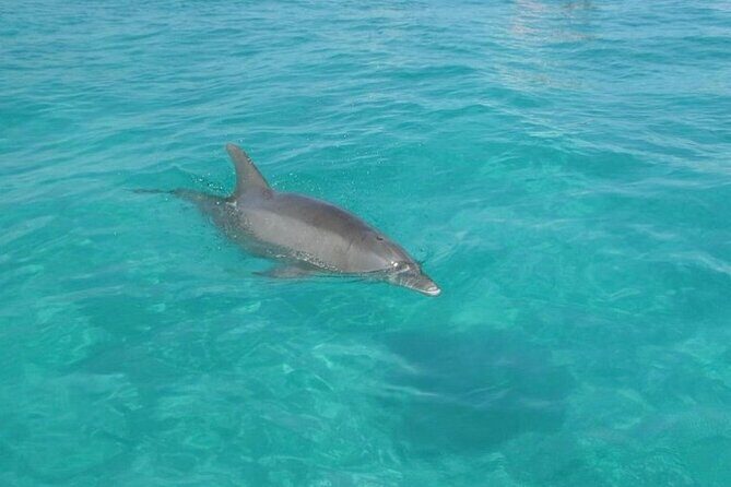 3 Hour Dolphin Tour - Final Thoughts