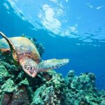 3 Hour Turtle Town Snorkel and Whale Watch Tour in Kihei - Exploring the Maui Snorkel and Whale Watch Tour in Detail