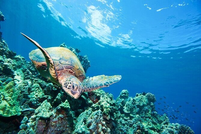 3 Hour Turtle Town Snorkel and Whale Watch Tour in Kihei - Exploring the Maui Snorkel and Whale Watch Tour in Detail