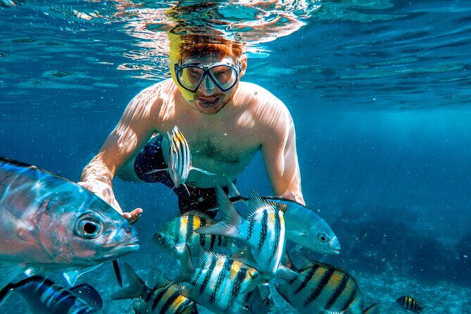 4 Hour Cozumel Reefs Snorkeling - An In-Depth Look at the 4-Hour Cozumel Reefs Snorkeling Tour