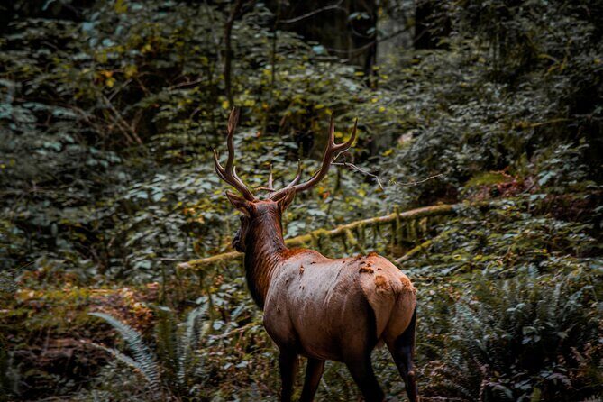 4 Hour Redwood National and State Park E Bike Adventure - Final Thoughts: Is It Worth It?