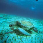 4 Hour Snorkeling Tour in Cozumel - An In-Depth Look at the Cozumel Snorkeling Tour