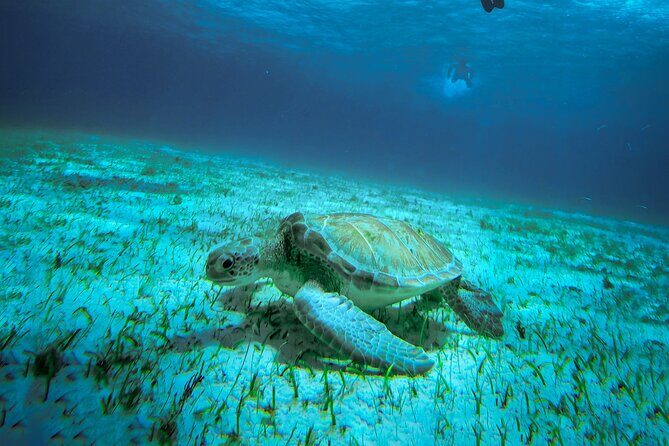 4 Hour Snorkeling Tour in Cozumel - An In-Depth Look at the Cozumel Snorkeling Tour