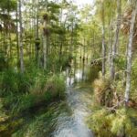 4-Hour Swamp Buggy Adventure Tour in Florida - Who Should Consider This Tour?