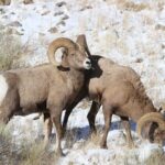 4 Hour Wildlife Safari in Grand Teton National Park - A Closer Look at the Experience