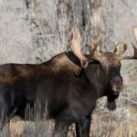 4 Hour Wildlife Safari in Grand Teton National Park - Exploring the Details of the Wildlife Safari