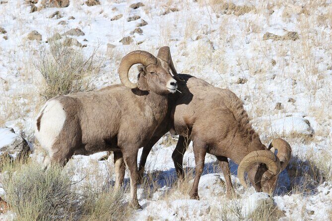 4 Hour Wildlife Safari in Grand Teton National Park - A Closer Look at the Experience
