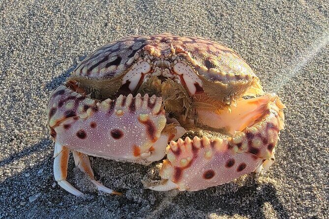 4 hours Private Eco Boat Tour Wildlife and Nature around islands - Who Should Consider This Tour?