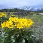 4 Hours Private Sunrise Breakfast Wildlife Safari - FAQ