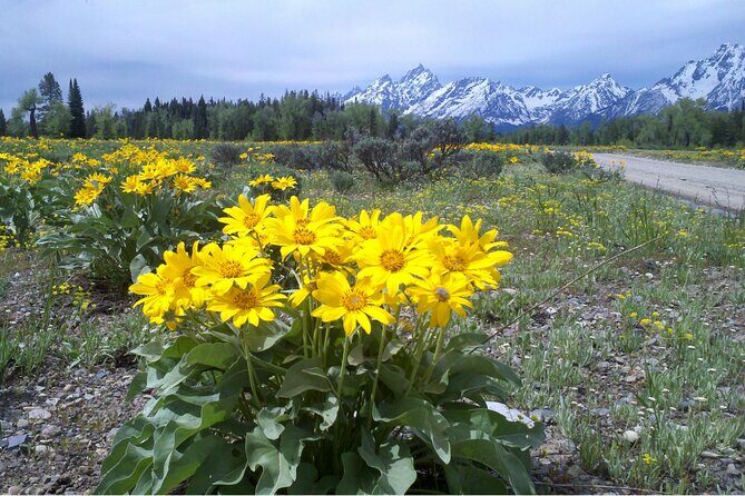 4 Hours Private Sunrise Breakfast Wildlife Safari - FAQ