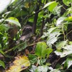 5 Day-4 Nights Extreme Private Amazon Experience - Potential Drawbacks and Considerations