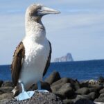 5-Day Galapagos Island Hopping Tour: Los Tuneles and Isabela - What’s Included and What’s Not