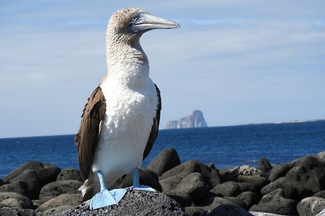 5-Day Galapagos Island Hopping Tour: Los Tuneles and Isabela - What’s Included and What’s Not