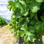 5 Day Okanagan Wine Tour by Minibus - FAQs