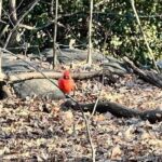 5 Stops Central Park Pedicab Tour Customizable Landmarks - Who Would Love This Tour?