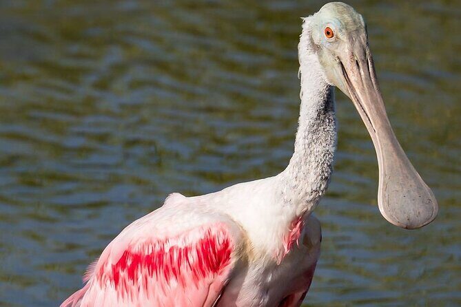 7 Hour Private Tour in Palo Verde National Park with Pickup - Authenticity and Practical Advice