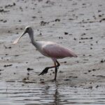 90 minutes Dolphin and Nature Tour - A Detailed Look at the 90-Minute Dolphin & Nature Tour