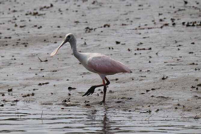 90 minutes Dolphin and Nature Tour - A Detailed Look at the 90-Minute Dolphin & Nature Tour