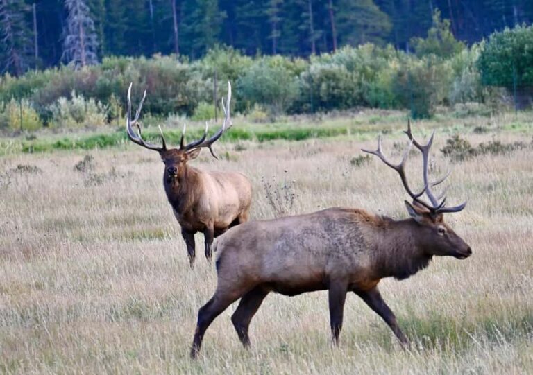 A Ruttin' Good Time - The Sum Up