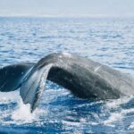 Afternoon Whale Watch from Lahaina - An Authentic and Wholesome Maui Whale Watching Experience