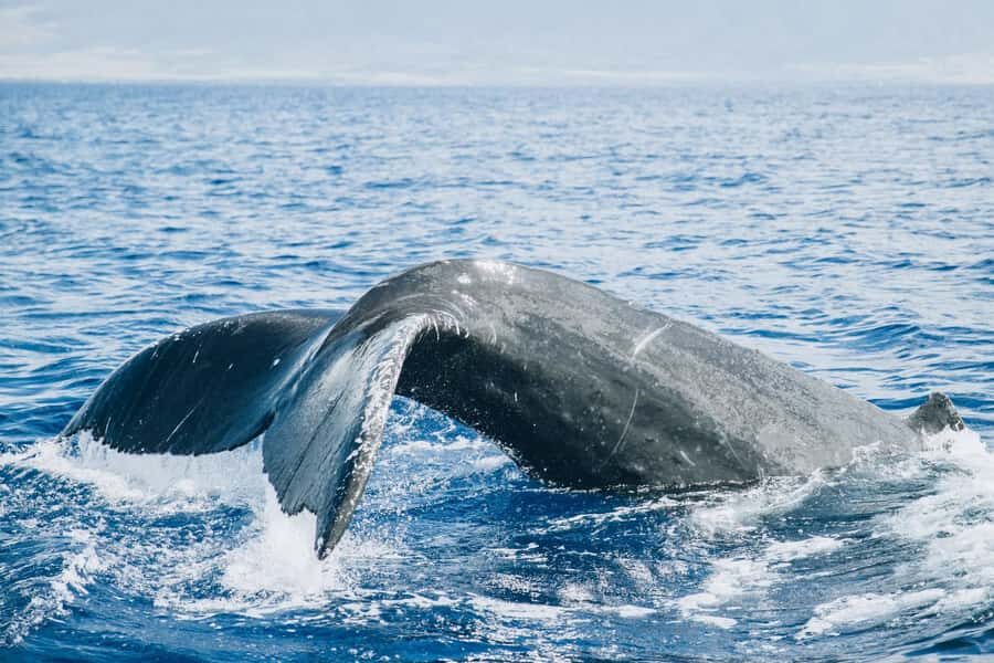Afternoon Whale Watch from Lahaina - An Authentic and Wholesome Maui Whale Watching Experience