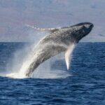 Afternoon Whale Watching Tour in Maui with Dinner - Who Should Book This Experience?