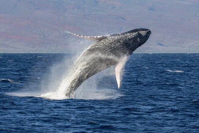 Afternoon Whale Watching Tour in Maui with Dinner - Who Should Book This Experience?