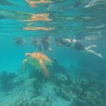 Akumal Beach: Ecologic Turtle Snorkeling Tour & Gopro Photos - Why This Tour Provides Great Value