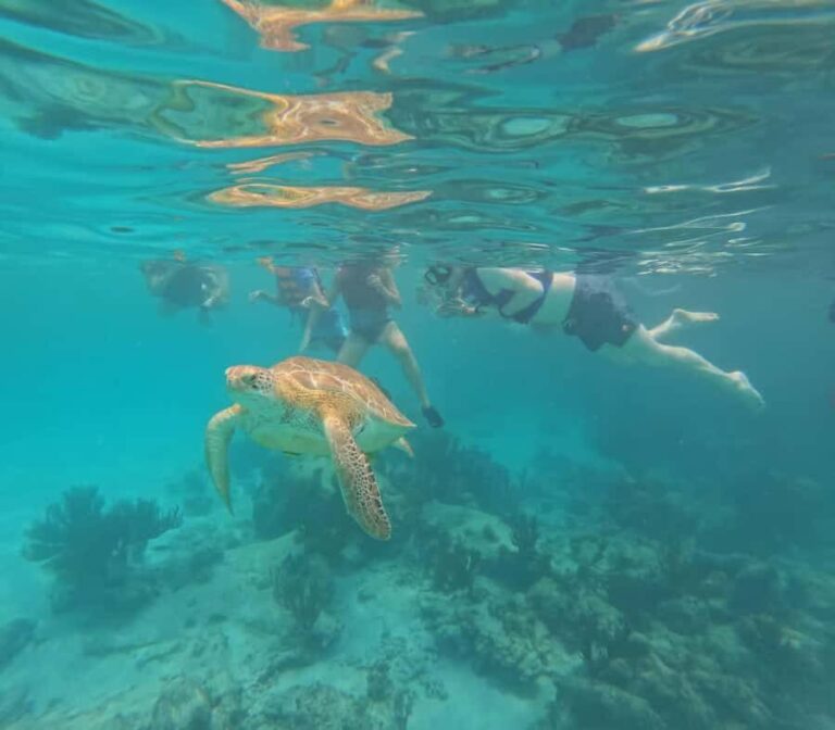 Akumal Beach: Ecologic Turtle Snorkeling Tour & Gopro Photos - Why This Tour Provides Great Value