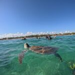 Akumal: Guided Snorkeling with Green Turtles + GoPro Photos - Who Will Love This Tour?