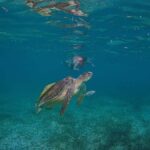 Akumal: Snorkeling and Turtle Watching Tour - Final Thoughts: Is This Tour Right for You?