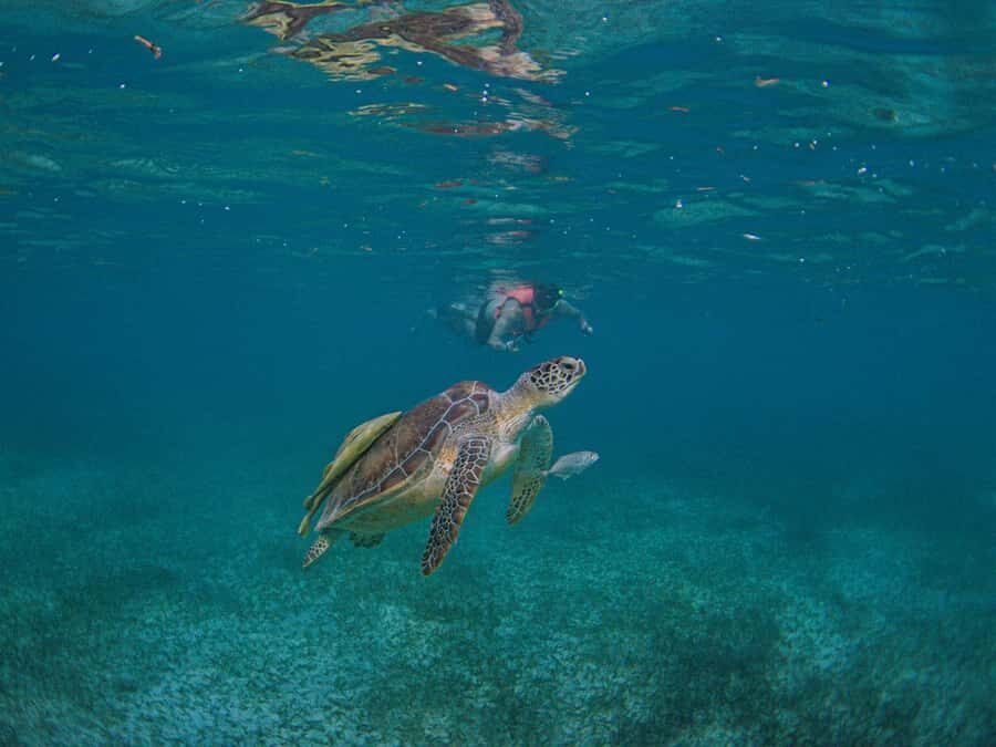 Akumal: Snorkeling and Turtle Watching Tour - Final Thoughts: Is This Tour Right for You?