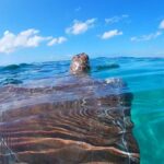 Akumal: Swim with sea turtles and coral reefs. - Authentic Feedback from Travelers