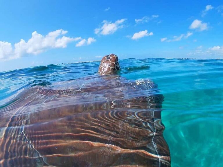 Akumal: Swim with sea turtles and coral reefs. - Authentic Feedback from Travelers