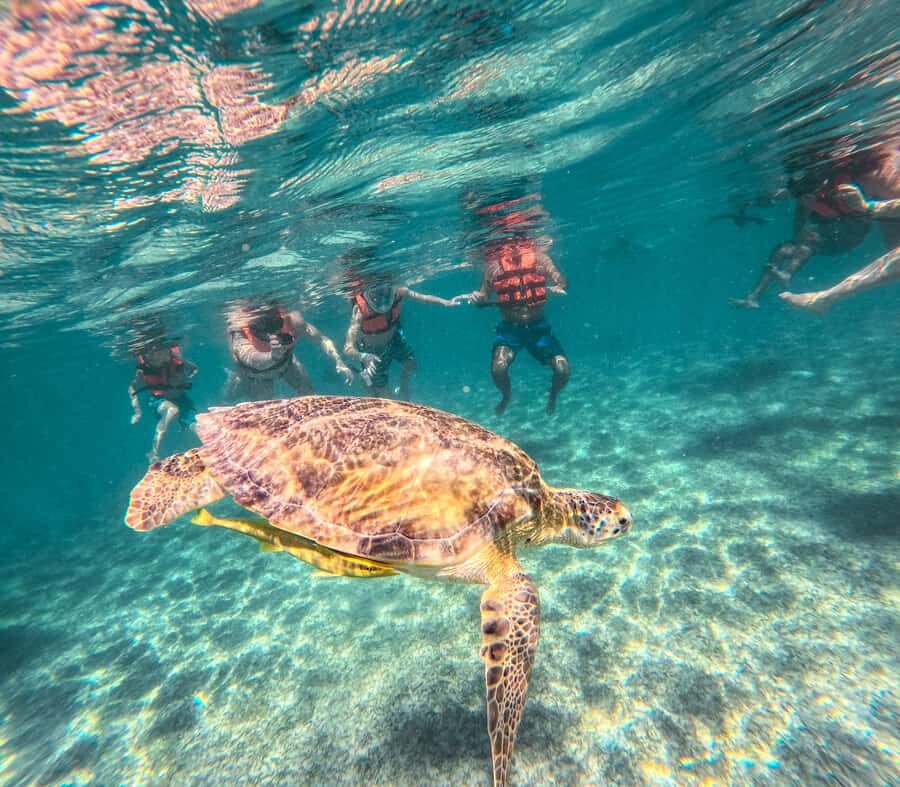 Akumal: Turtles Snorkeling Tour at Natural Paradise - In-Depth Review: What Makes This Tour Stand Out?