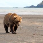 Alaska Bear-Viewing Day Trip from Homer - Who Should Consider This Tour?