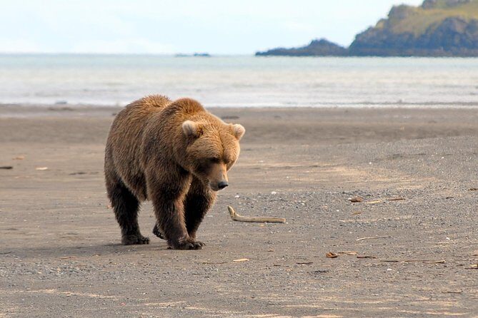 Alaska Bear-Viewing Day Trip from Homer - Who Should Consider This Tour?