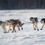 Alaska Dog Sled or ATV Ride in Fairbanks - In-Depth Review of the Fairbanks Dog Sled or ATV Ride