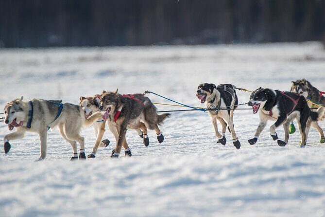 Alaska Dog Sled or ATV Ride in Fairbanks - In-Depth Review of the Fairbanks Dog Sled or ATV Ride