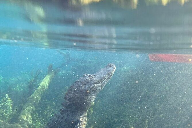 Alexander Springs 4 Hour Guided Kayak/ Swim/ Snorkel Adventure - FAQ