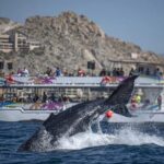 All-Inclusive Cabo Boat Tour: Music, Snorkeling, Open Bar & Lunch - Practical Tips for Your Trip