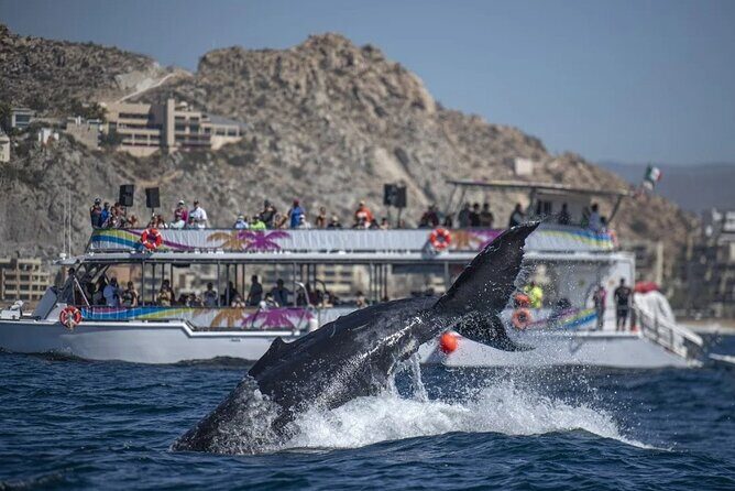 All-Inclusive Cabo Boat Tour: Music, Snorkeling, Open Bar & Lunch - Practical Tips for Your Trip