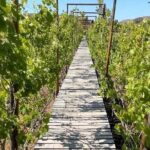All-Inclusive Private Wine Tour in Baja - Practical Considerations