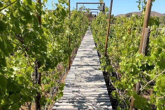 All-Inclusive Private Wine Tour in Baja - Practical Considerations