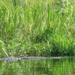 Alligator River Kayak Adventure - In-Depth: What to Expect on the Alligator River Kayak Adventure