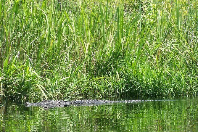 Alligator River Kayak Adventure - In-Depth: What to Expect on the Alligator River Kayak Adventure