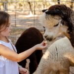Alpaca Experience Tour - FAQ