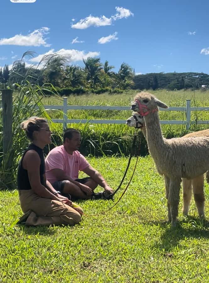 Alpacas Farm Tour on the Road to Hana - FAQ